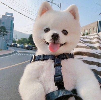 bitpei钱包下载
